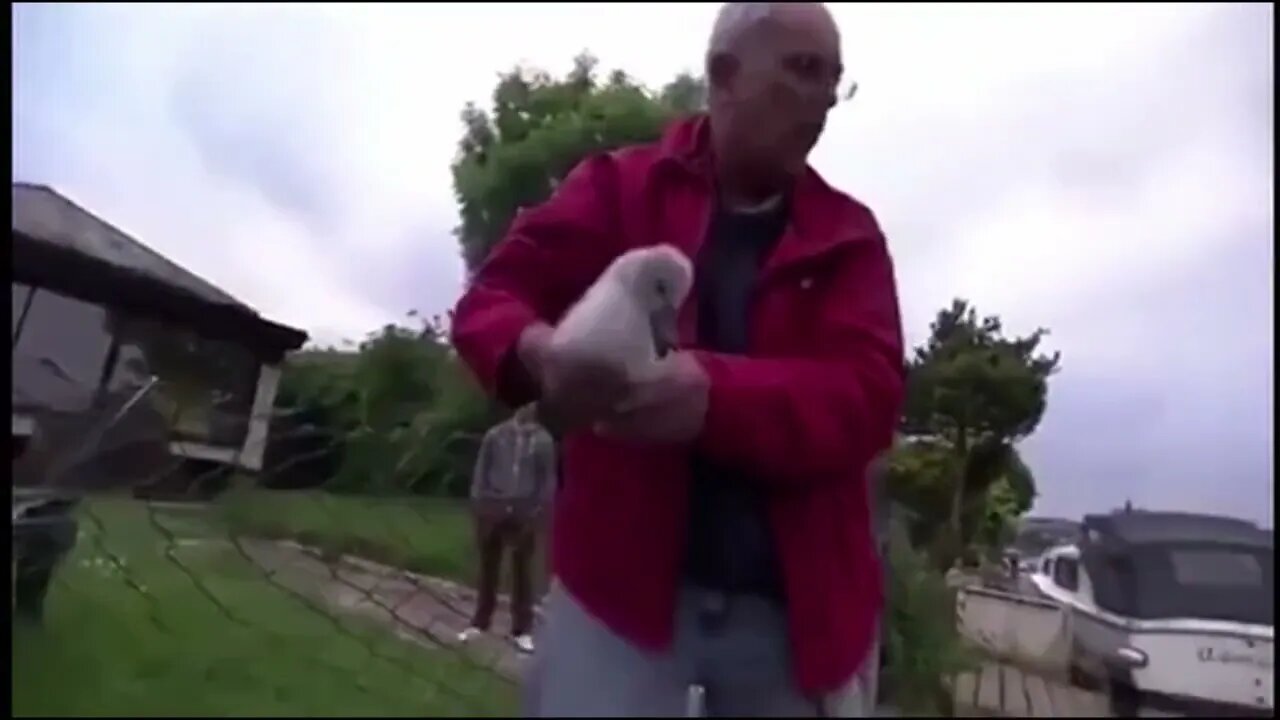 Hero Saves Duckling