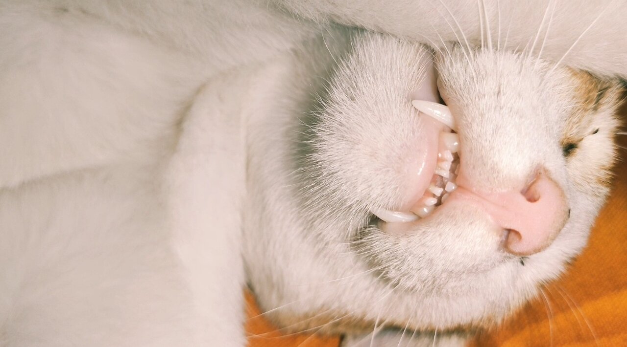 Lazy Cat Sleeping On My Bed