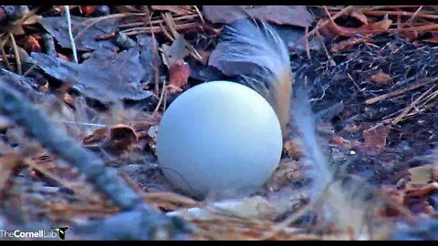 Daytime Break & Egg Spotlight-2 Views 🦉 2/11/22 18:08