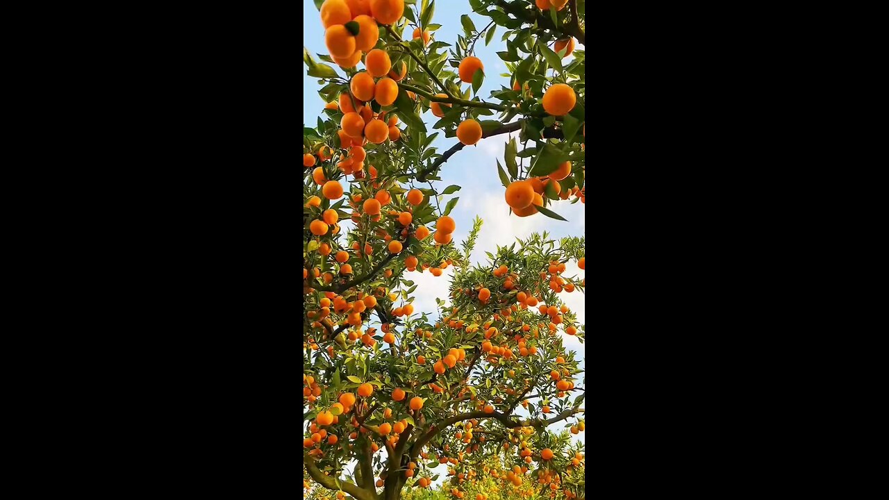orange harvesting