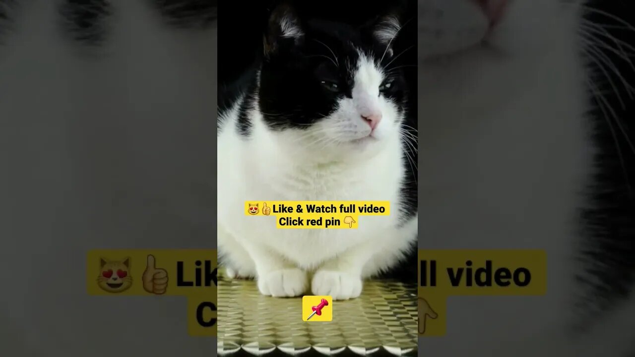 Cute Cat Funny Video 😂😹| #cutefunny #Cat #cutecats #shorts #funnycatsvideos #catsshorts