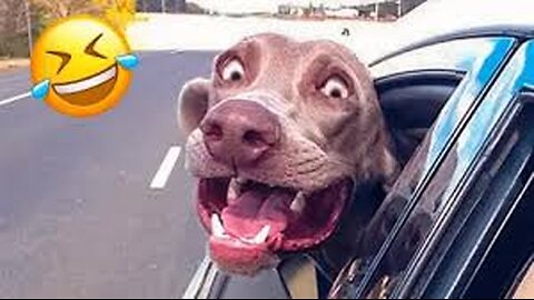 Animal viral moment . Animal funny moments. Animal viral video. Animal viral funny