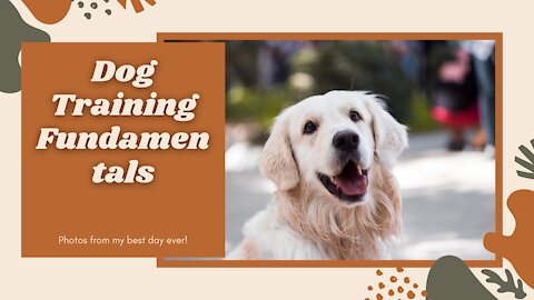 Dog Training Fundamentals (Watch this before any other dog training