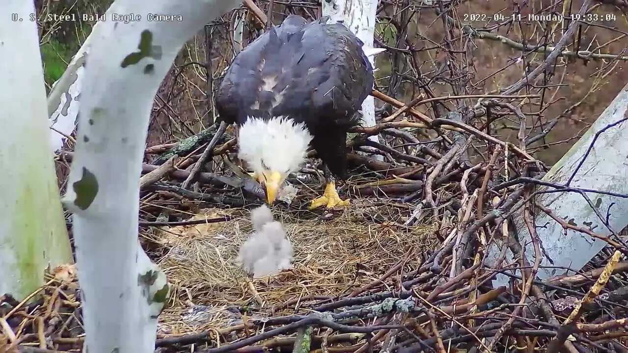 USS Eagles - Mom's fish dance & feeding