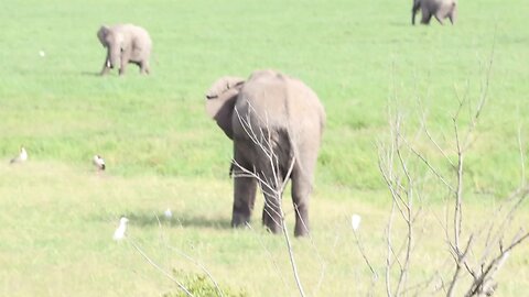 The bull elephant challange