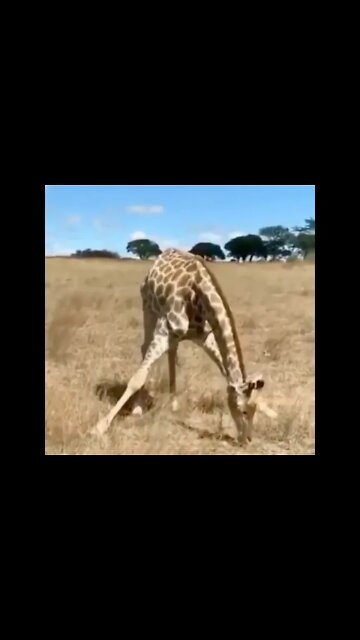 This is how a giraffe🦒🦒🦒 eats grass..