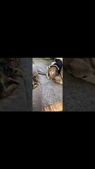 Feral kitten we saved happily plays with whippet