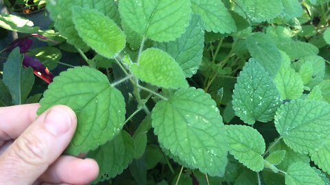 Orange Balm (Melissa officinalis) #herbal #garden #survival #traditionalmedicine