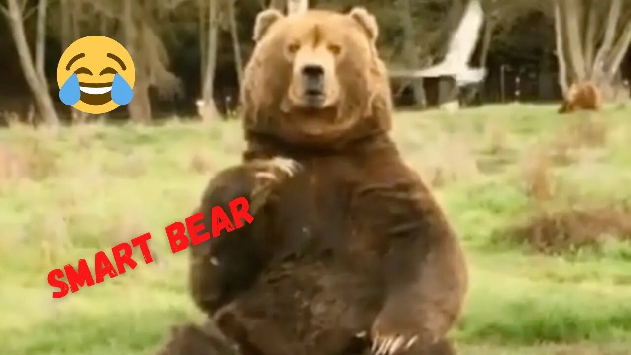 Viral Reel #89 Hello๐ | Funny Bear ๐