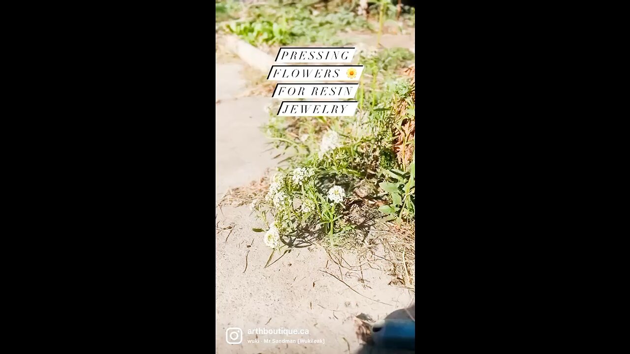 Pressing flowers for jewlery