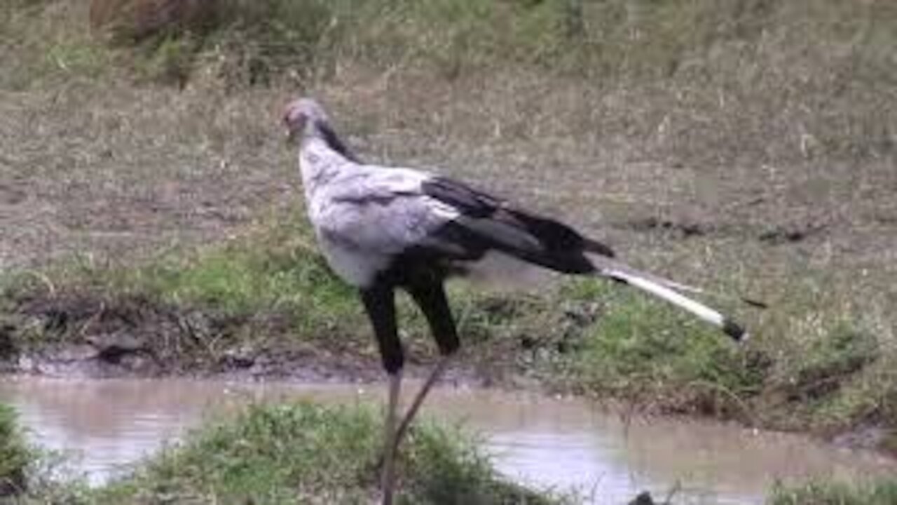 Secretary Bird