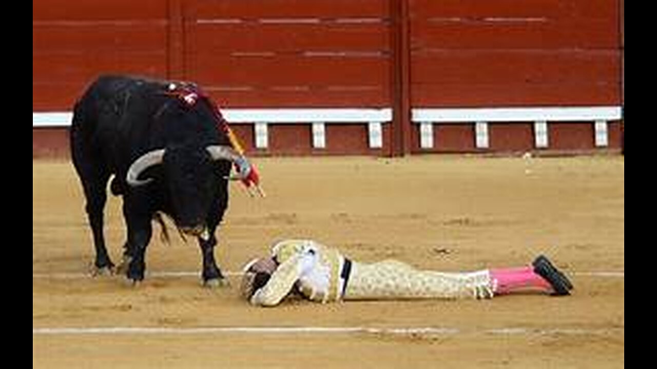 Funny Animal Videos | Funny Bull Fight Fails