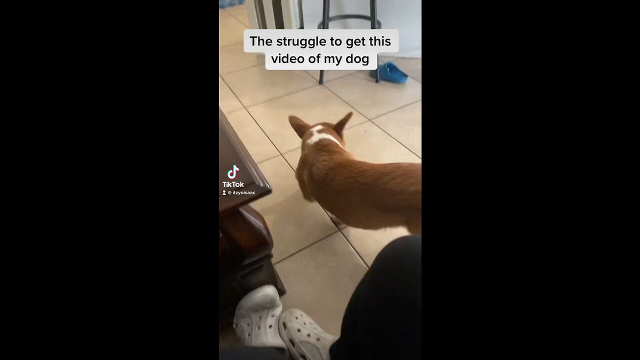 THE STRUGGLE OF GETTING A GOOD VIDEO OF YOUR DOG