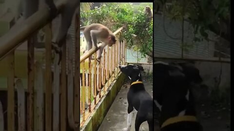 These Monkeys come by every day to say hi to their buddy