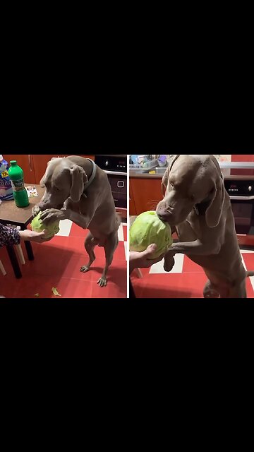 Healthy Pup Enjoys Tasty Cabbage Snack