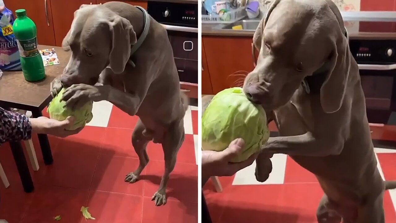 Healthy Pup Enjoys Tasty Cabbage Snack