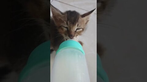 face short of drinking kitten, drink milk, baby milk bottle #viral #suggested #trending