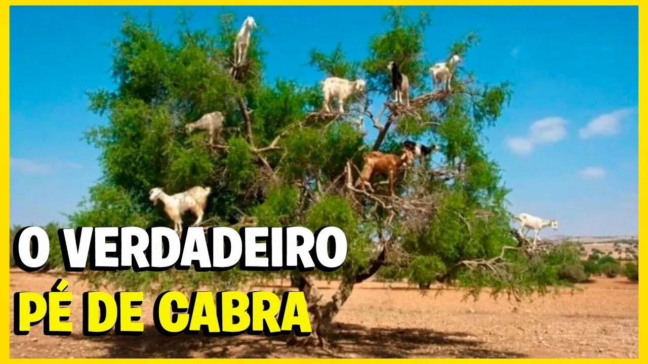 Mistério das cabras que sobem em árvores no Marrocos