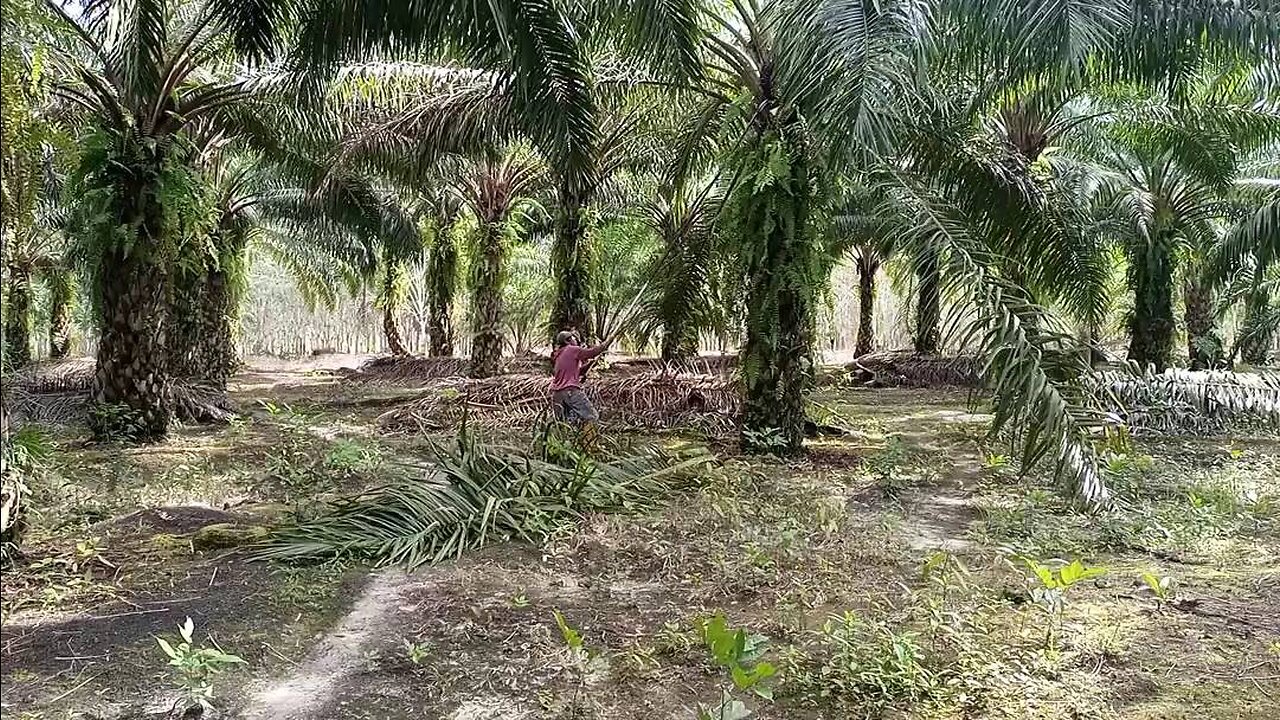 the hard work of harvesting palm oil in Indonesia