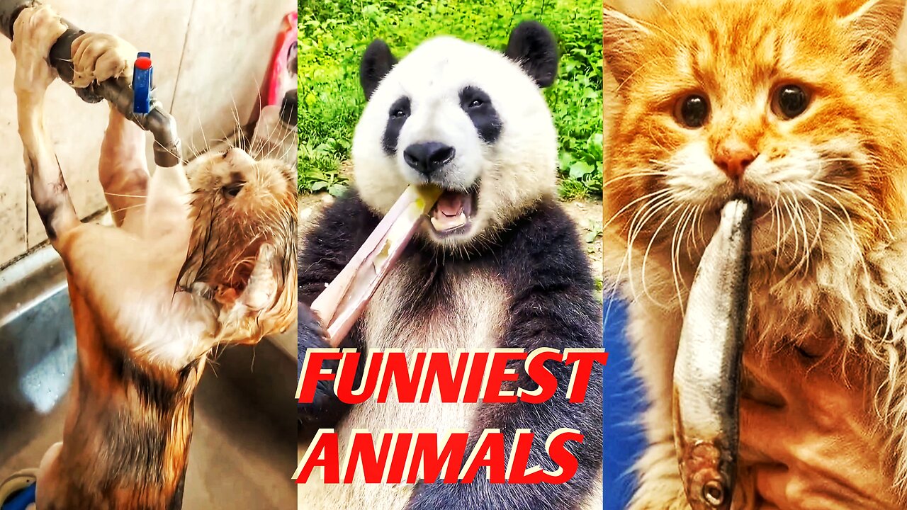 NEW FUNNIEST ANIMALS VIDEOS 2023 🐱🐶