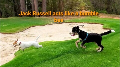 Ares Jack Russell becomes a bumble bee 🐝