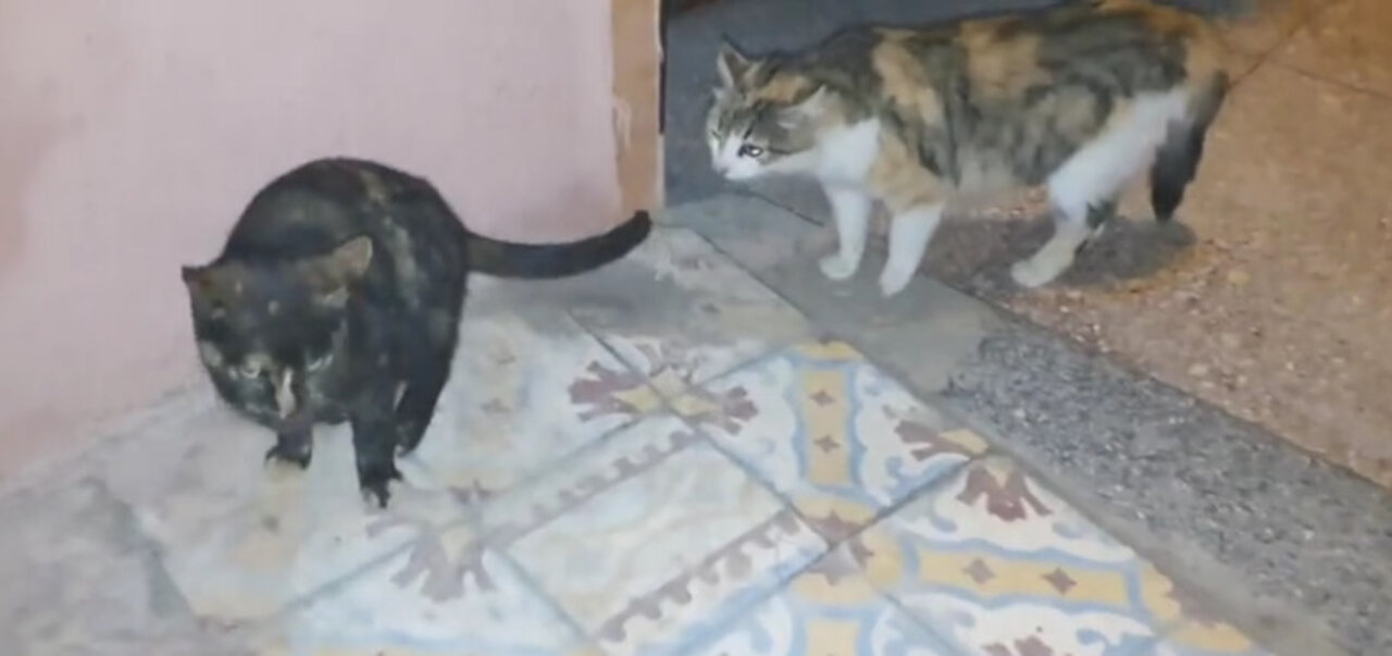 Two Cat fight over territory