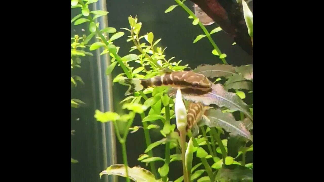Playful Otocinclus Cocama