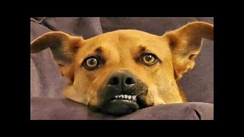 Funniest Cats Videos That Will Make You Laugh 😂
