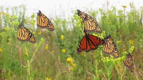 Morning Butterflies