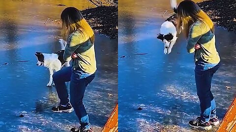 Funny animals - Funny cats and dogs