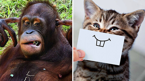 Cat monkey funny video on sale