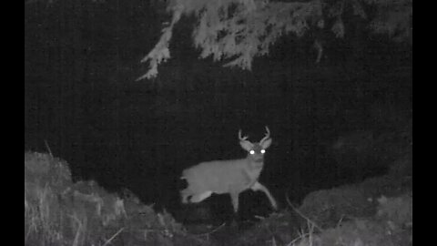 A Creek near Ketchikan