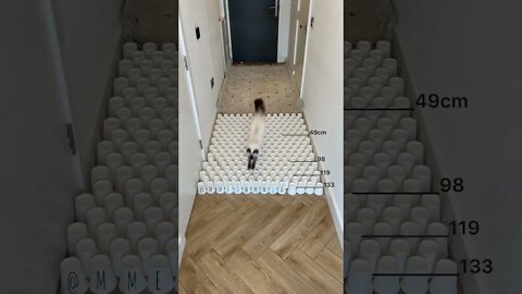 funny viral / cat playing games