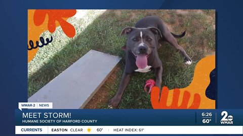 Storm the dog is up for adoption at the Humane Society of Harford County