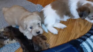 K Litter - Kitchen Play Time(1)