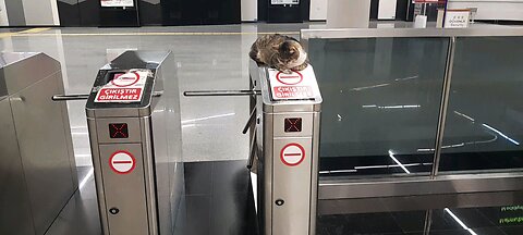 subway security cat