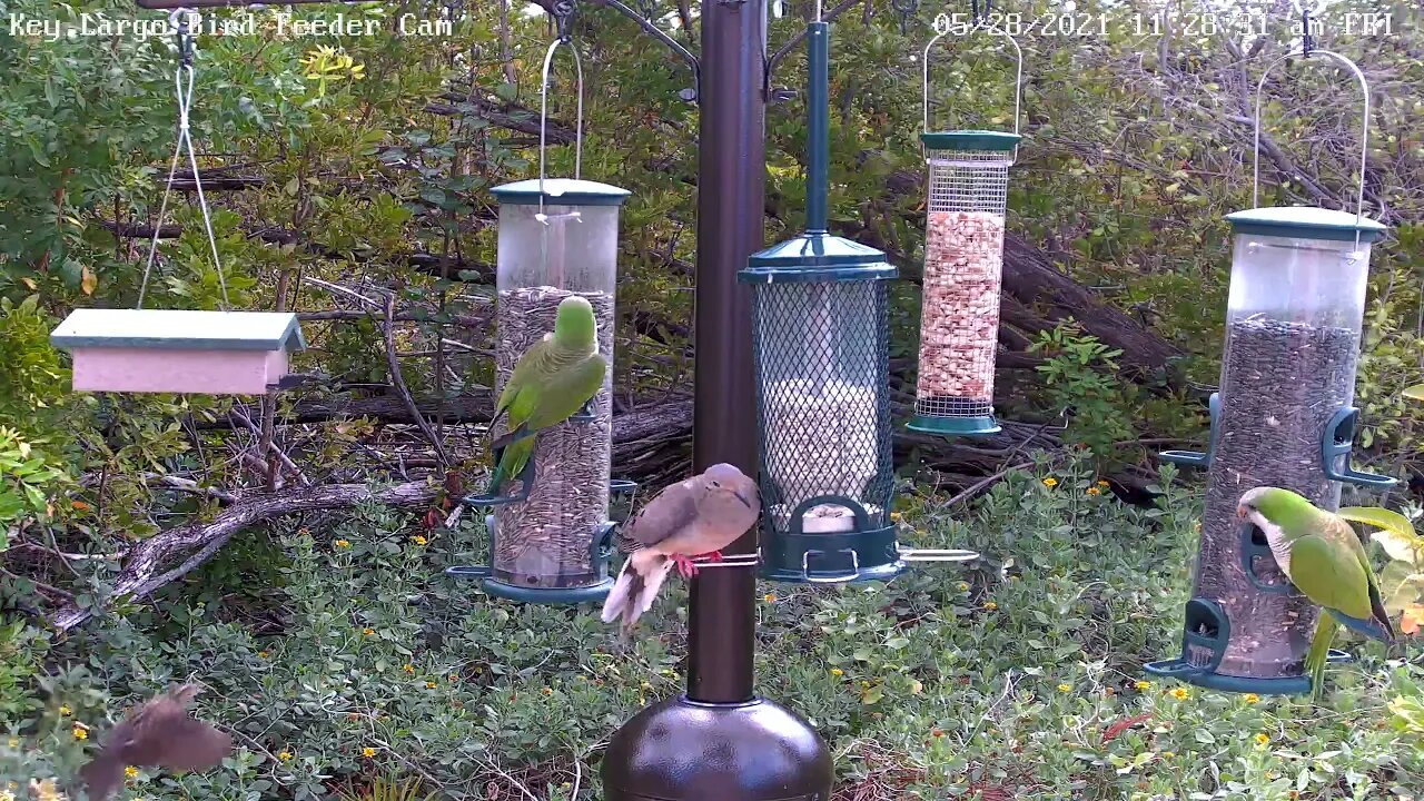 Two parrots visit Key Largo feeder