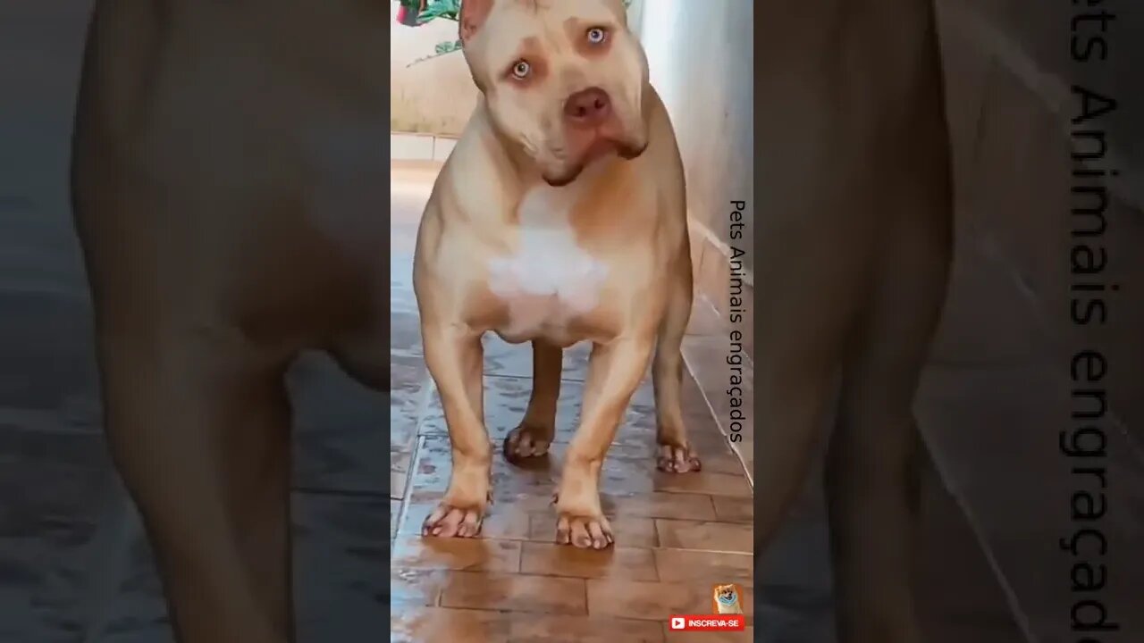 Pitbull tentando entender o que está rolando #shorts