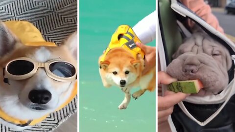 Cute and Funny Dog Videos Compilation - Baby Dogs #02