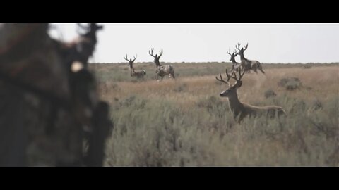 Face To Face With VELVET Mule Deer