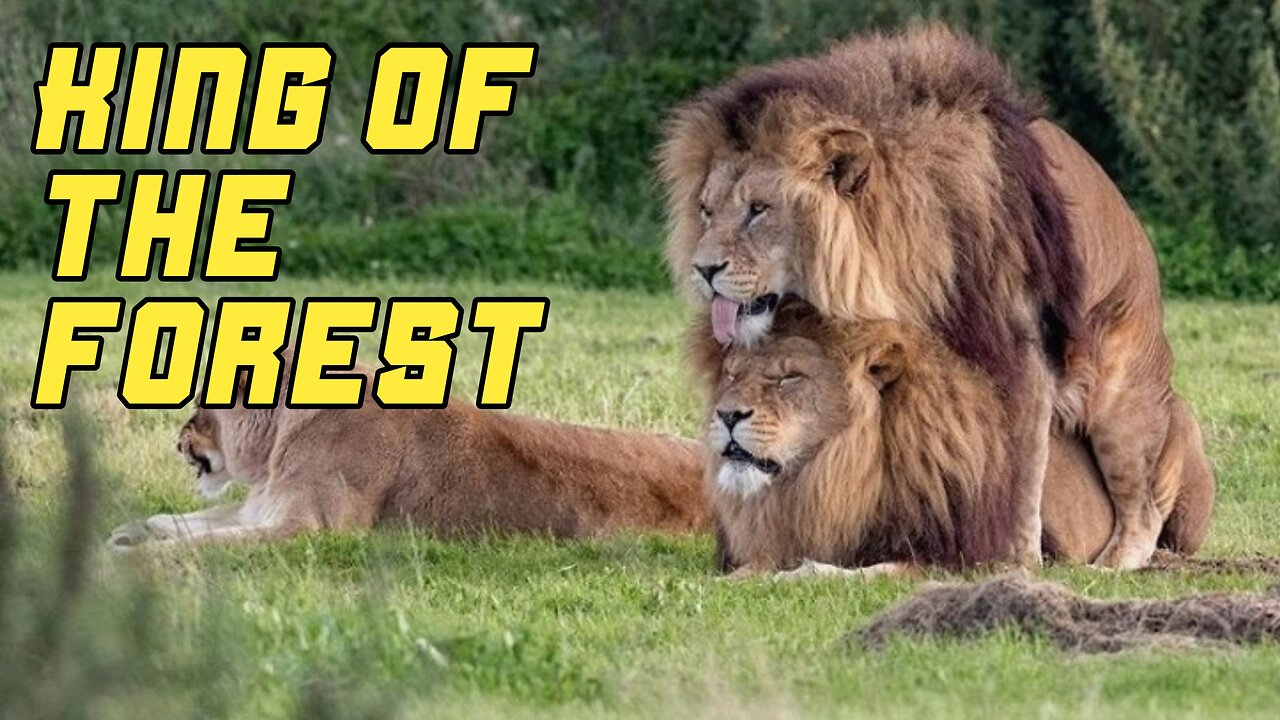 The lord of the forest, the best Hunter