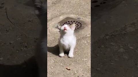Sleepy kitty