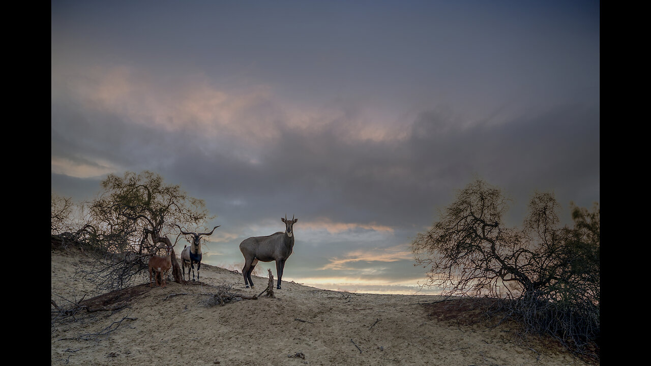 Wild Life