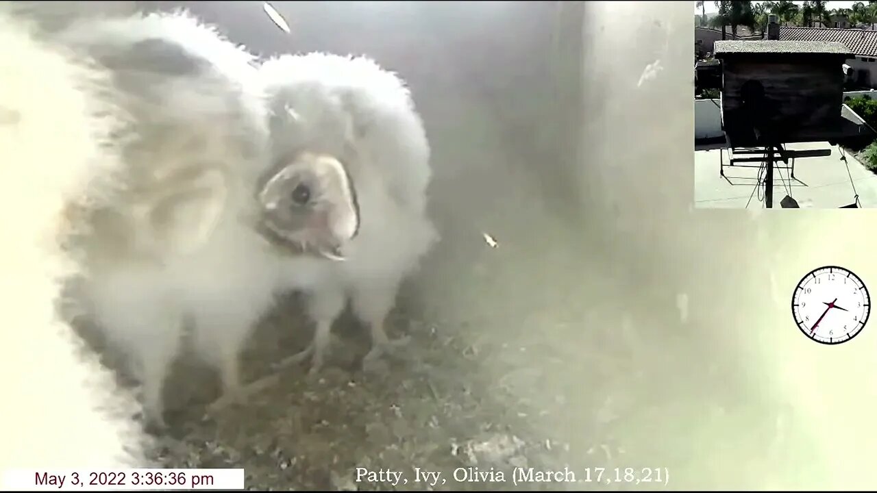 The last delivery at 2:12 am MO to Patty. Owlets being cute. 5-3-22