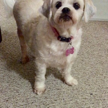 Bella the rescue dog - First Thanksgiving