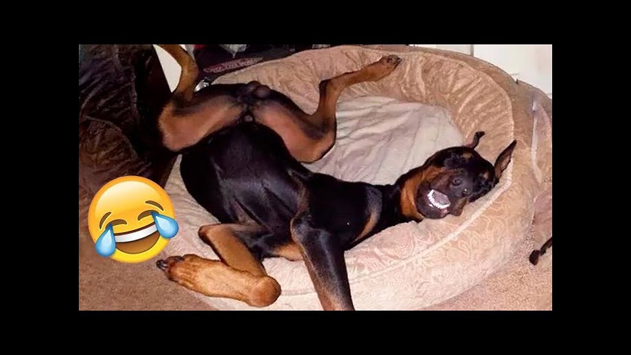 Funniest Cats And Dogs Videos - Best Funny Animal Videos 2023