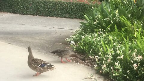 Some ducks at the motor mechanics. Yeh where you expect to find ducks