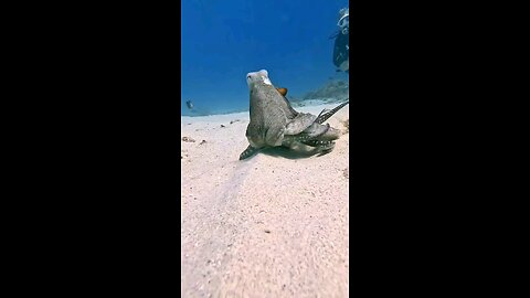 octopus
