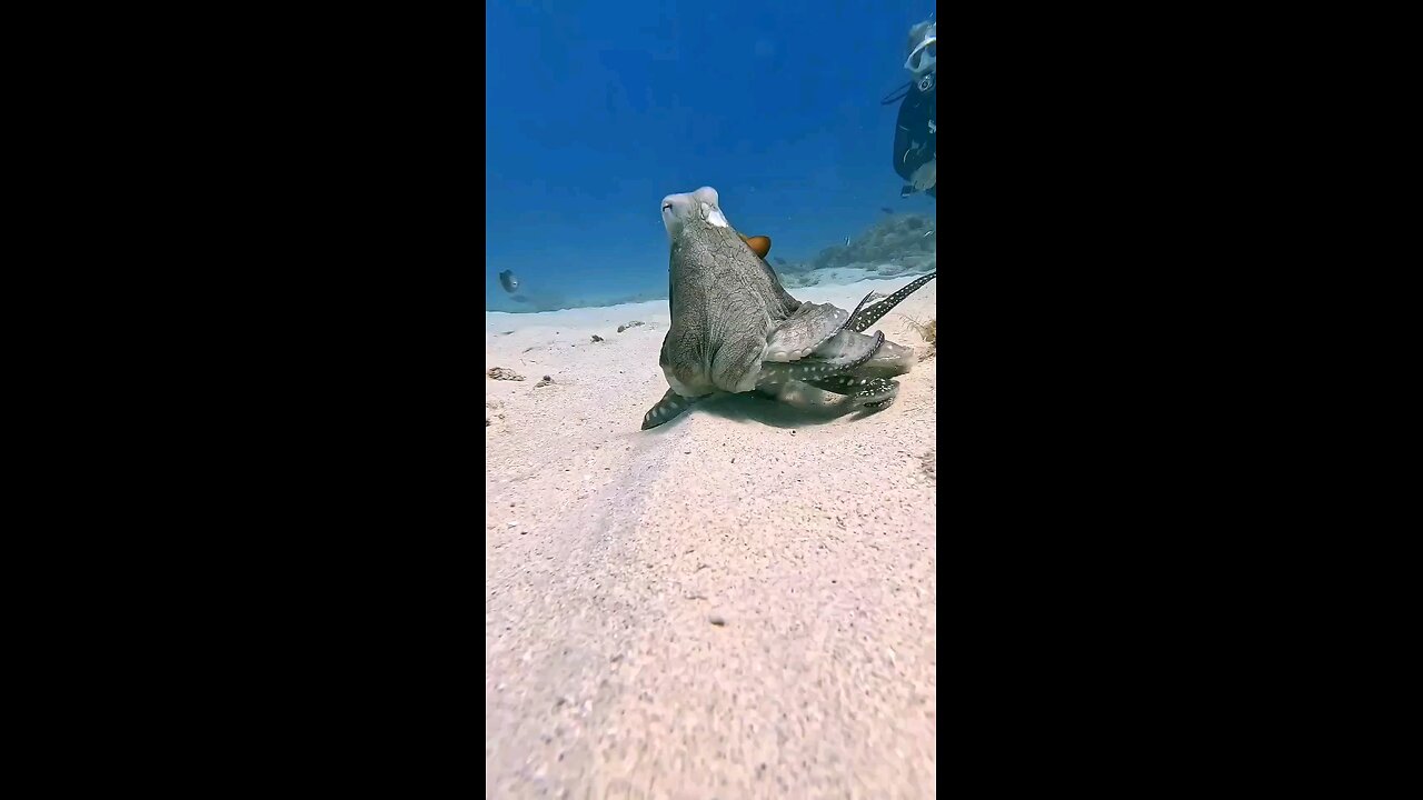 octopus