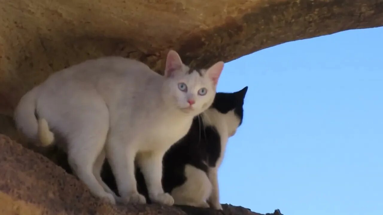 Our Cats #43 #shorts - Cats Find a Playground with a View